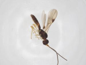  ( - CBG-A36587-F07)  @11 [ ] CreativeCommons - Attribution Share - Alike (2024) Centre for Biodiversity Genomics Centre for Biodiversity Genomics