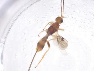  ( - CBG-A36596-B01)  @11 [ ] CreativeCommons - Attribution Share - Alike (2024) Centre for Biodiversity Genomics Centre for Biodiversity Genomics