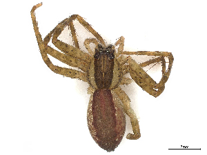  ( - CBG-A36783-H09)  @11 [ ] CreativeCommons - Attribution (2024) CBG Photography Group Centre for Biodiversity Genomics