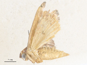  ( - CBG-A36784-D06)  @11 [ ] CreativeCommons - Attribution Share - Alike (2024) CBG Photography Group Centre for Biodiversity Genomics