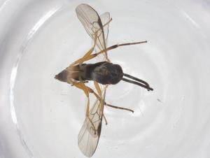  ( - CBG-A38673-G06)  @11 [ ] CreativeCommons - Attribution Share - Alike (2024) Centre for Biodiversity Genomics Centre for Biodiversity Genomics