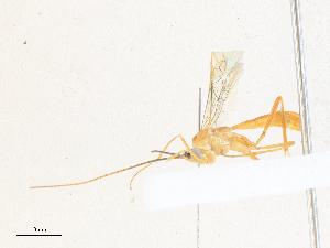  ( - CBG-A40075-F01)  @11 [ ] CreativeCommons - Attribution Share - Alike (2024) CBG Photography Group Centre for Biodiversity Genomics