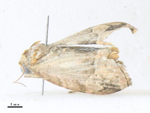  ( - CBG-A40075-F12)  @11 [ ] CreativeCommons - Attribution Share - Alike (2024) CBG Photography Group Centre for Biodiversity Genomics