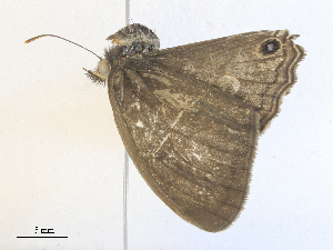  ( - CBG-A40075-H01)  @11 [ ] CreativeCommons - Attribution Share - Alike (2024) CBG Photography Group Centre for Biodiversity Genomics