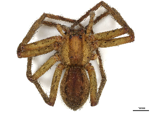  ( - CBG-A40077-H11)  @11 [ ] CreativeCommons - Attribution Share Alike (2024) CBG Photography Group Centre for Biodiversity Genomics