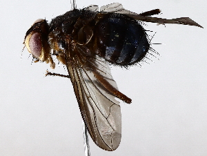  ( - BIOUG64411-F12)  @11 [ ] CreativeCommons - Attribution (2022) CBG Photography Group Centre for Biodiversity Genomics