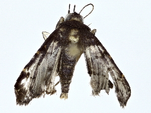  (Antiblemma mmalaise4256 - BIOUG76514-C07)  @11 [ ] CreativeCommons - Attribution (2022) CBG Photography Group Centre for Biodiversity Genomics