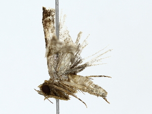  ( - BIOUG77725-A11)  @11 [ ] CreativeCommons - Attribution (2022) CBG Photography Group Centre for Biodiversity Genomics