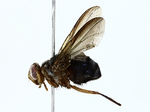  ( - BIOUG77727-A06)  @11 [ ] CreativeCommons - Attribution (2022) CBG Photography Group Centre for Biodiversity Genomics