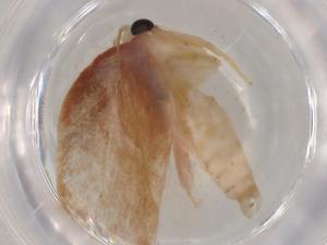  ( - BIOUG78095-F08)  @11 [ ] CreativeCommons - Attribution (2022) Centre for Biodiversity Genomics Centre for Biodiversity Genomics