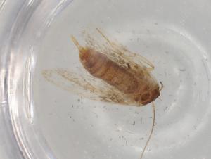  ( - BIOUG79016-E08)  @11 [ ] CreativeCommons - Attribution (2022) Centre for Biodiversity Genomics Centre for Biodiversity Genomics