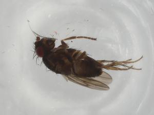  ( - BIOUG79057-H02)  @11 [ ] CreativeCommons - Attribution (2022) Centre for Biodiversity Genomics Centre for Biodiversity Genomics