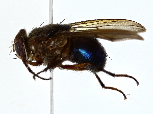  ( - BIOUG85263-C04)  @13 [ ] CreativeCommons - Attribution (2022) CBG Photography Group Centre for Biodiversity Genomics