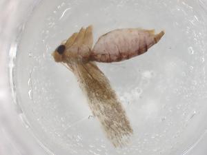  (blastoMalaise01 Malaise6347 - BIOUG86118-G12)  @11 [ ] CreativeCommons - Attribution (2022) Centre for Biodiversity Genomics Centre for Biodiversity Genomics