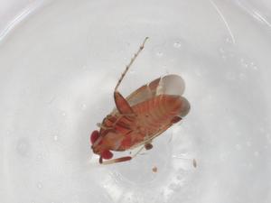  ( - BIOUG86335-D03)  @11 [ ] CreativeCommons - Attribution (2022) Centre for Biodiversity Genomics Centre for Biodiversity Genomics