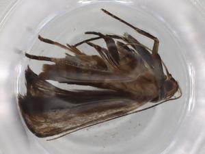  ( - BIOUG86335-G06)  @11 [ ] CreativeCommons - Attribution (2022) Centre for Biodiversity Genomics Centre for Biodiversity Genomics