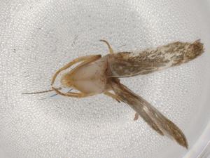  ( - BIOUG86464-G06)  @11 [ ] CreativeCommons - Attribution (2022) Centre for Biodiversity Genomics Centre for Biodiversity Genomics