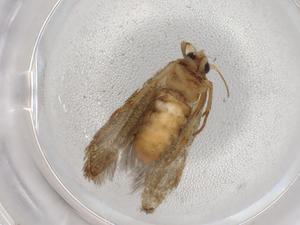  ( - BIOUG86464-G11)  @11 [ ] CreativeCommons - Attribution (2022) Centre for Biodiversity Genomics Centre for Biodiversity Genomics