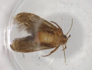  ( - BIOUG86465-G11)  @11 [ ] CreativeCommons - Attribution (2022) Centre for Biodiversity Genomics Centre for Biodiversity Genomics