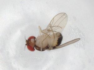  ( - BIOUG86512-C10)  @11 [ ] CreativeCommons - Attribution (2022) Centre for Biodiversity Genomics Centre for Biodiversity Genomics