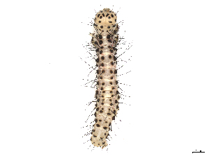  ( - CBG-A08773-H09)  @11 [ ] CreativeCommons - Attribution Share - Alike (2023) CBG Photography Group Centre for Biodiversity Genomics