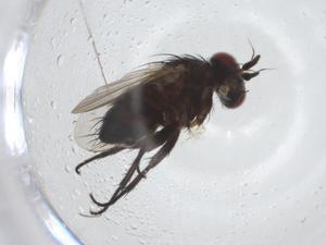  ( - CBG-A12285-G07)  @11 [ ] CreativeCommons - Attribution Share - Alike (2023) Centre for Biodiversity Genomics Centre for Biodiversity Genomics