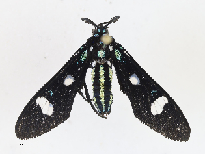  (ereMalaise01 Malaise1328 - CBG-A13218-C05)  @11 [ ] CreativeCommons - Attribution Share - Alike (2023) CBG Photography Group Centre for Biodiversity Genomics