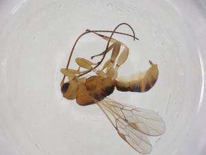  (Allorhogas Malaise4578 - CBG-A19432-D02)  @11 [ ] CreativeCommons - Attribution Share - Alike (2023) Centre for Biodiversity Genomics Centre for Biodiversity Genomics