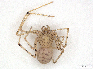  ( - CBG-A21612-H07)  @11 [ ] CreativeCommons - Attribution (2023) CBG Photography Group Centre for Biodiversity Genomics