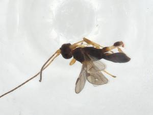  (Acanthorhogas - CBG-A11296-B08)  @11 [ ] CreativeCommons - Attribution Share - Alike (2023) Centre for Biodiversity Genomics Centre for Biodiversity Genomics