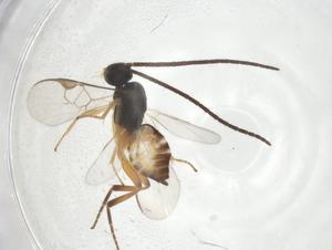  ( - CBG-A11300-H04)  @11 [ ] CreativeCommons - Attribution Share - Alike (2023) Centre for Biodiversity Genomics Centre for Biodiversity Genomics