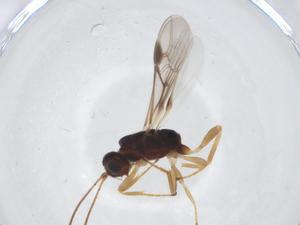  (doryMalaise01 Malaise3576 - CBG-A11307-F06)  @11 [ ] CreativeCommons - Attribution Share - Alike (2023) Centre for Biodiversity Genomics Centre for Biodiversity Genomics