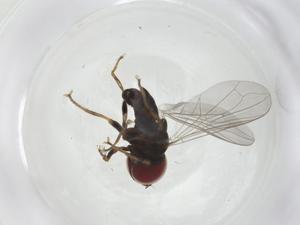  ( - CBG-A11799-A10)  @11 [ ] CreativeCommons - Attribution Share - Alike (2023) Centre for Biodiversity Genomics Centre for Biodiversity Genomics