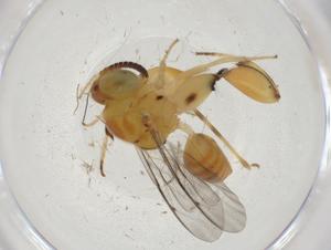  (chalMalaise01 Malaise3957 - CBG-A11815-F11)  @11 [ ] CreativeCommons - Attribution Share - Alike (2023) Centre for Biodiversity Genomics Centre for Biodiversity Genomics