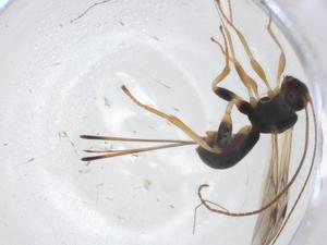  ( - CBG-A11817-G07)  @11 [ ] CreativeCommons - Attribution Share - Alike (2023) Centre for Biodiversity Genomics Centre for Biodiversity Genomics