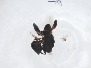  ( - CBG-A11820-B02)  @11 [ ] CreativeCommons - Attribution Share - Alike (2023) Centre for Biodiversity Genomics Centre for Biodiversity Genomics