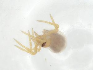  ( - CBG-A11829-E04)  @11 [ ] CreativeCommons - Attribution Share - Alike (2023) Centre for Biodiversity Genomics Centre for Biodiversity Genomics