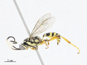  ( - CBG-A13225-A05)  @11 [ ] CreativeCommons - Attribution Share - Alike (2023) CBG Photography Group Centre for Biodiversity Genomics