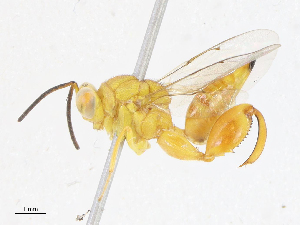  (chalMalaise7442 - CBG-A13237-B04)  @11 [ ] CreativeCommons - Attribution Share - Alike (2023) CBG Photography Group Centre for Biodiversity Genomics