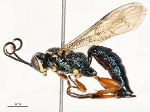  ( - CBG-A54400-C06)  @11 [ ] CreativeCommons - Attribution Share - Alike (2024) CBG Photography Group Centre for Biodiversity Genomics