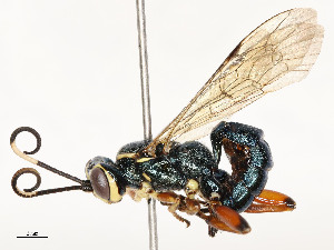  ( - CBG-A54400-D12)  @11 [ ] CreativeCommons - Attribution Share - Alike (2024) CBG Photography Group Centre for Biodiversity Genomics