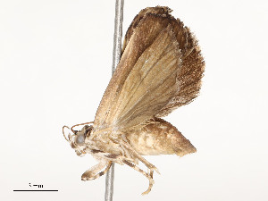  ( - CBG-A54400-H02)  @11 [ ] CreativeCommons - Attribution Share - Alike (2024) CBG Photography Group Centre for Biodiversity Genomics