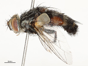  (Chetogena scutellarisDHJ03 - CBG-A54509-C01)  @11 [ ] CreativeCommons - Attribution Share - Alike (2024) CBG Photography Group Centre for Biodiversity Genomics