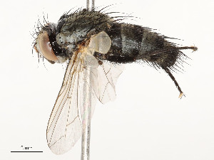  ( - CBG-A54509-G12)  @11 [ ] CreativeCommons - Attribution Share - Alike (2024) CBG Photography Group Centre for Biodiversity Genomics