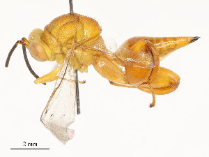  ( - CBG-A54510-C07)  @11 [ ] CreativeCommons - Attribution Share - Alike (2024) CBG Photography Group Centre for Biodiversity Genomics