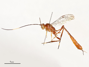  ( - CBG-A54511-A07)  @11 [ ] CreativeCommons - Attribution Share - Alike (2024) CBG Photography Group Centre for Biodiversity Genomics