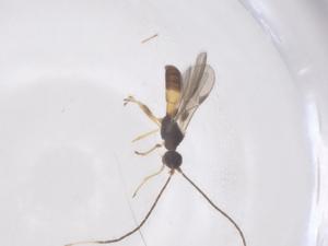  ( - CBG-A56380-C02)  @11 [ ] CreativeCommons - Attribution Share - Alike (2024) Centre for Biodiversity Genomics Centre for Biodiversity Genomics