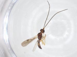  ( - CBG-A56382-F09)  @11 [ ] CreativeCommons - Attribution Share - Alike (2024) Centre for Biodiversity Genomics Centre for Biodiversity Genomics