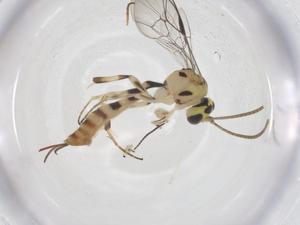  ( - CBG-A56385-F02)  @11 [ ] CreativeCommons - Attribution Share - Alike (2024) Centre for Biodiversity Genomics Centre for Biodiversity Genomics