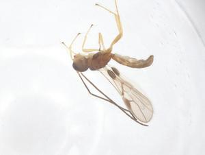  ( - CBG-A56399-F01)  @11 [ ] CreativeCommons - Attribution Share - Alike (2024) Centre for Biodiversity Genomics Centre for Biodiversity Genomics